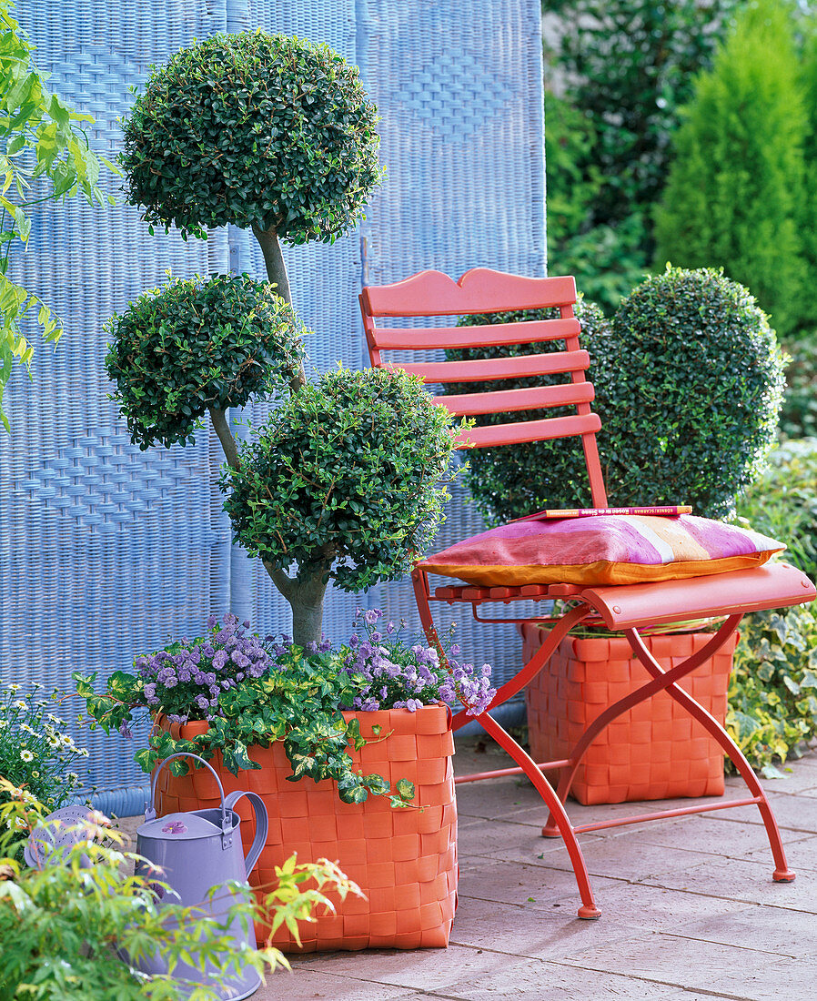 Ligustrum (Liguster) als Stämmchen mit mehreren Kronen in orangem Flechtkorb