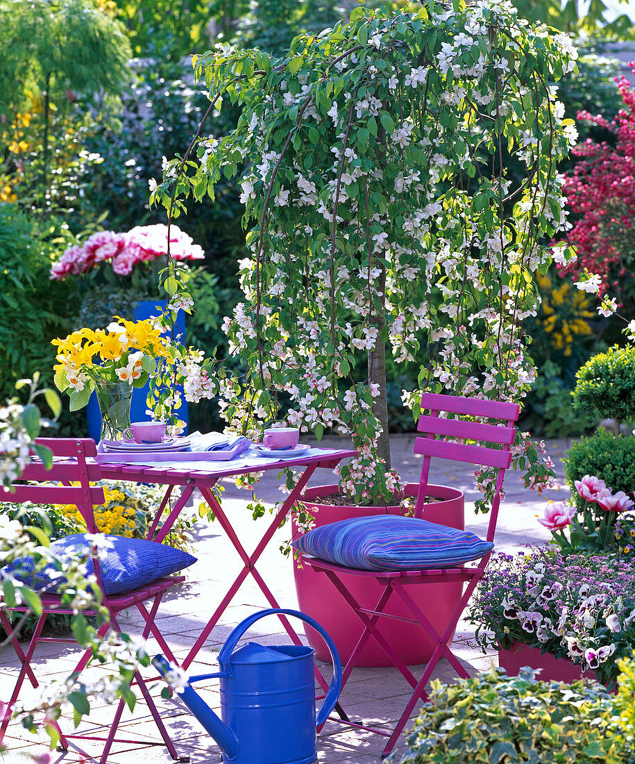 Malus 'Red Jade' in pink tub, Viola