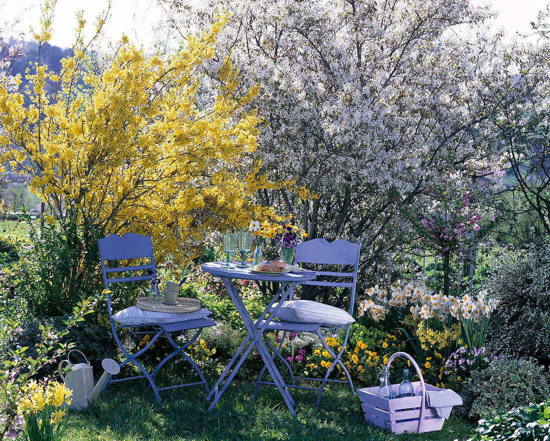 Amelanchier, Forsythia, Narcissus