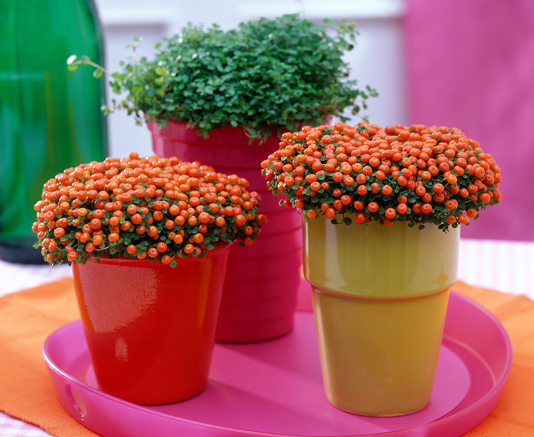 Nertera granadensis in yellow and red planter