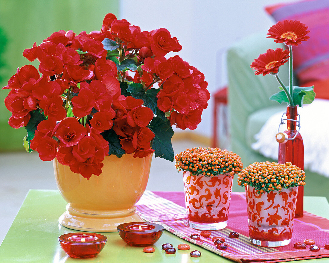 Shin Yong Fire: Begonia (Begonia, red), Nertera (Coral berry), Gerbera