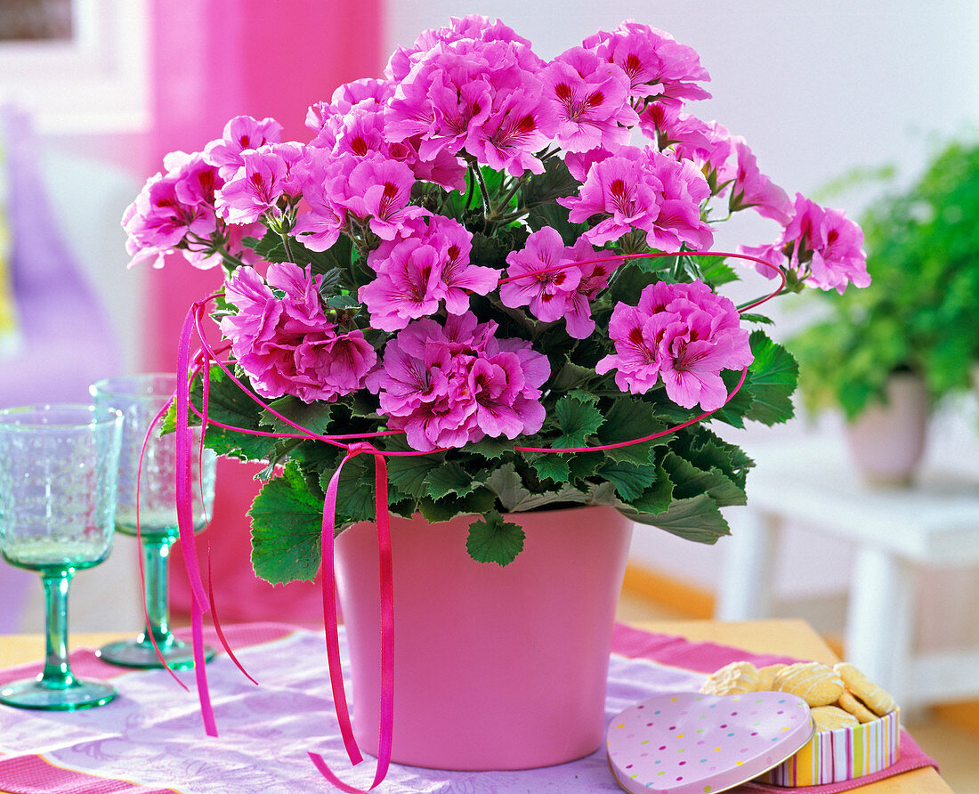 Pelargonium grandiflorum (Geranium, pink) in pink planter