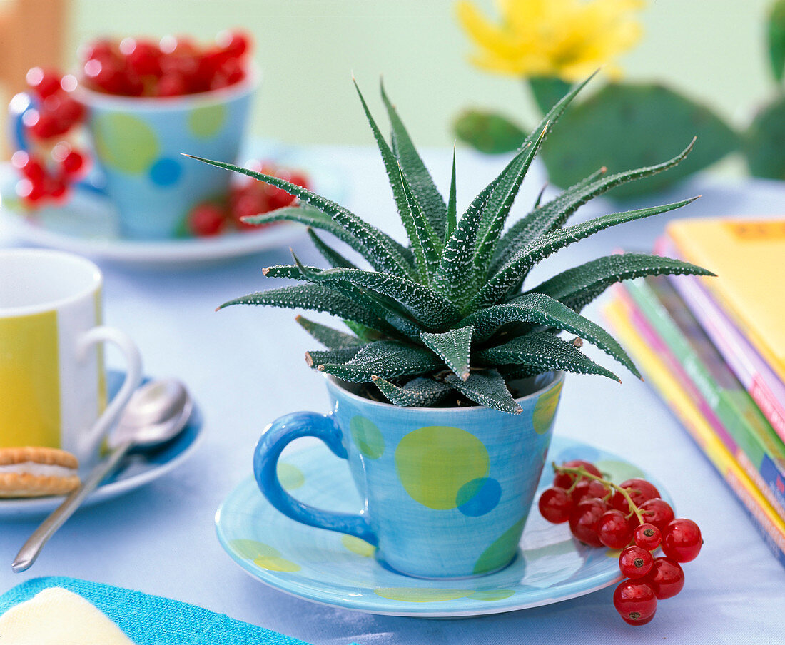 Haworthia (Haworthie) in Espressotasse, Johannisbeeren