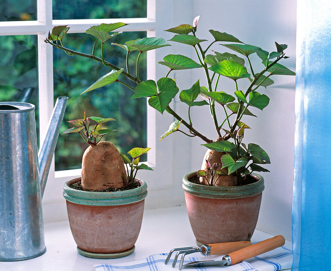 Ipomoea batatas (sweet potato) in terracotta pots on the windowsill