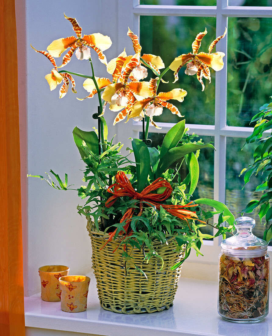 Odontoglossum grande, unterpflanzt mit Hedera (Efeu) und Pteris (Saumfarn)