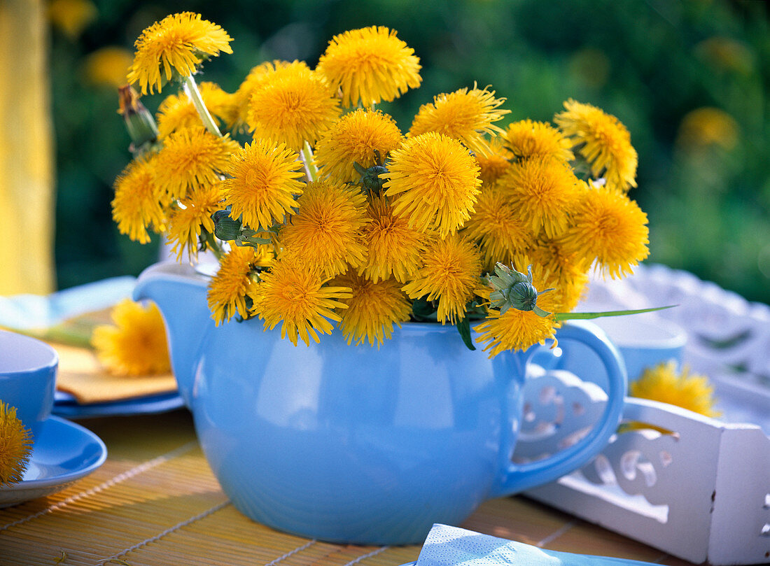 Strauß aus Taraxacum (Löwenzahn) in hellblauer Milchkanne