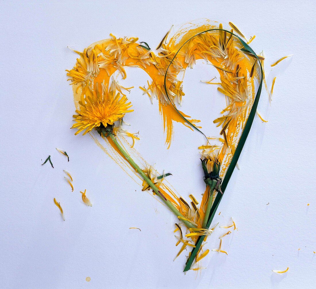 Heart of flowers and petals of dandelion