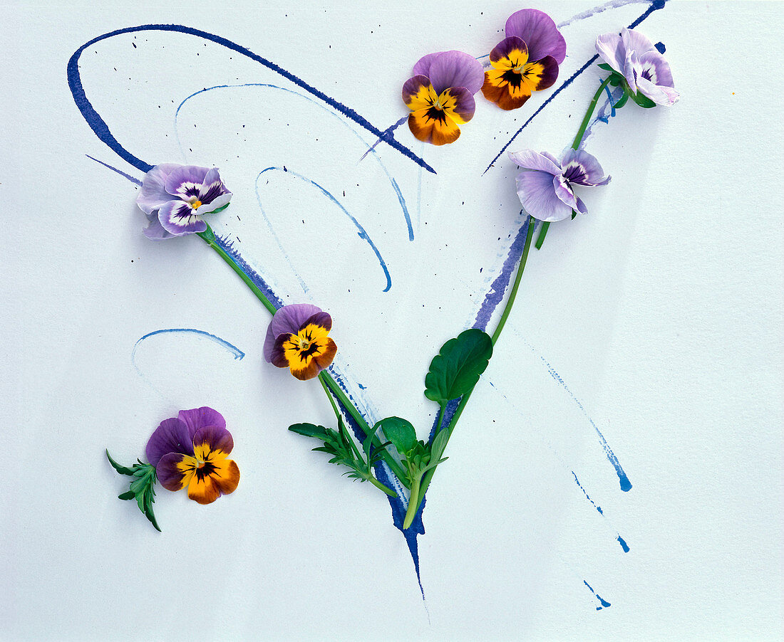 Blüten von Hornveilchen auf stilisiertem Herz
