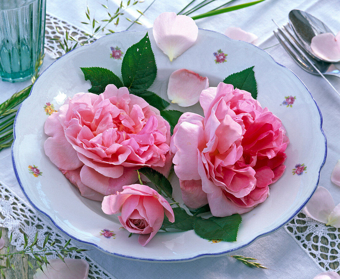 Blüten von Rosa 'Mary Rose' (englische Rose) auf weißem Suppenteller