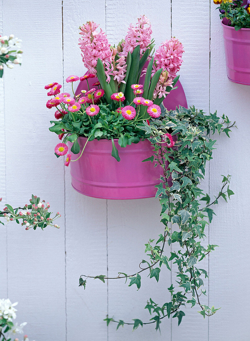 Hyacinthus 'Pink Pearl' (Pink Hyacinth), Bellis