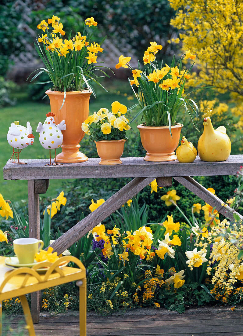 Narcissus (Narcissus) in orange pots and in beds