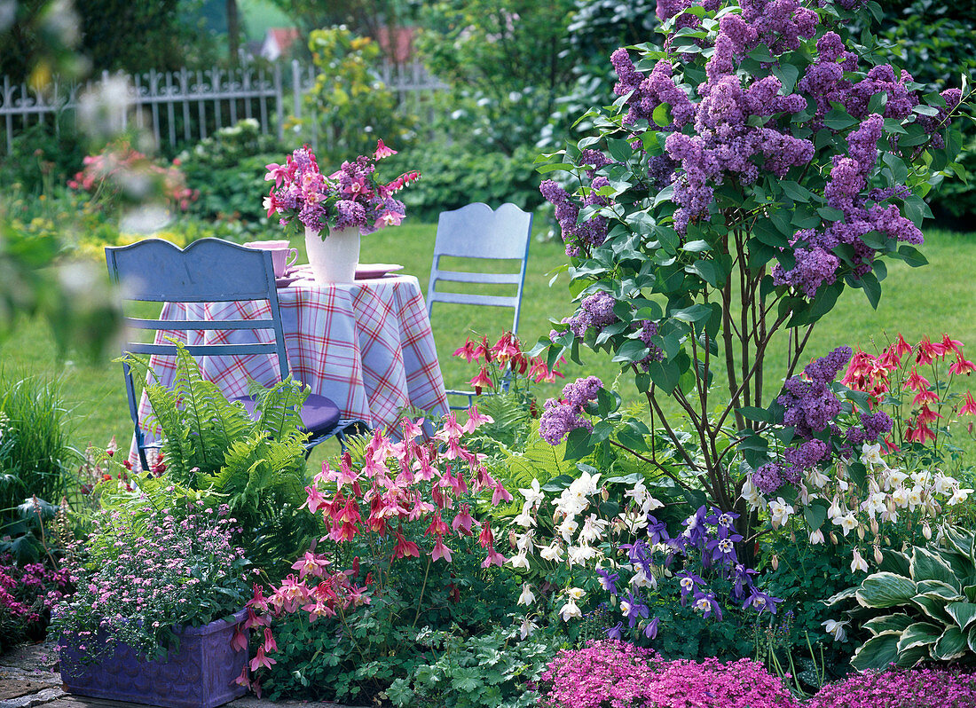 Spring flowerbed, Syringa 'Memory of Ludwig Späth' (Lilac)