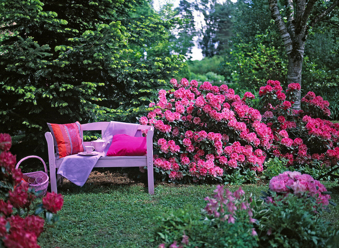 Pink wooden bench by a rhododendron bed