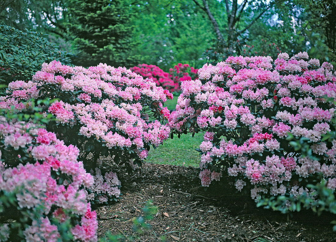 Rhododendrons 'Tina Heinje'