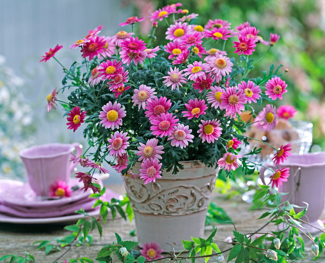 Argyranthemum frutescens in flowering pot, Clematis tendril