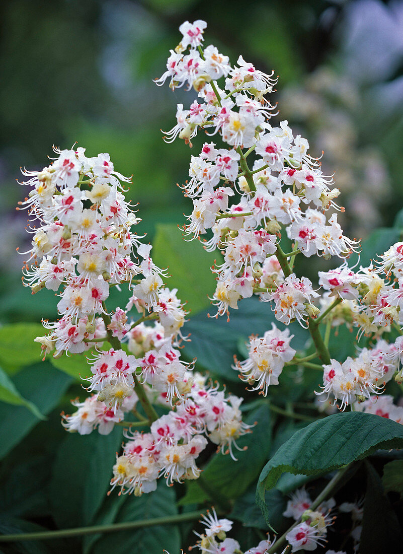 Flower of Aesculus hippocastanum (Horse chestnut, white with red eye)