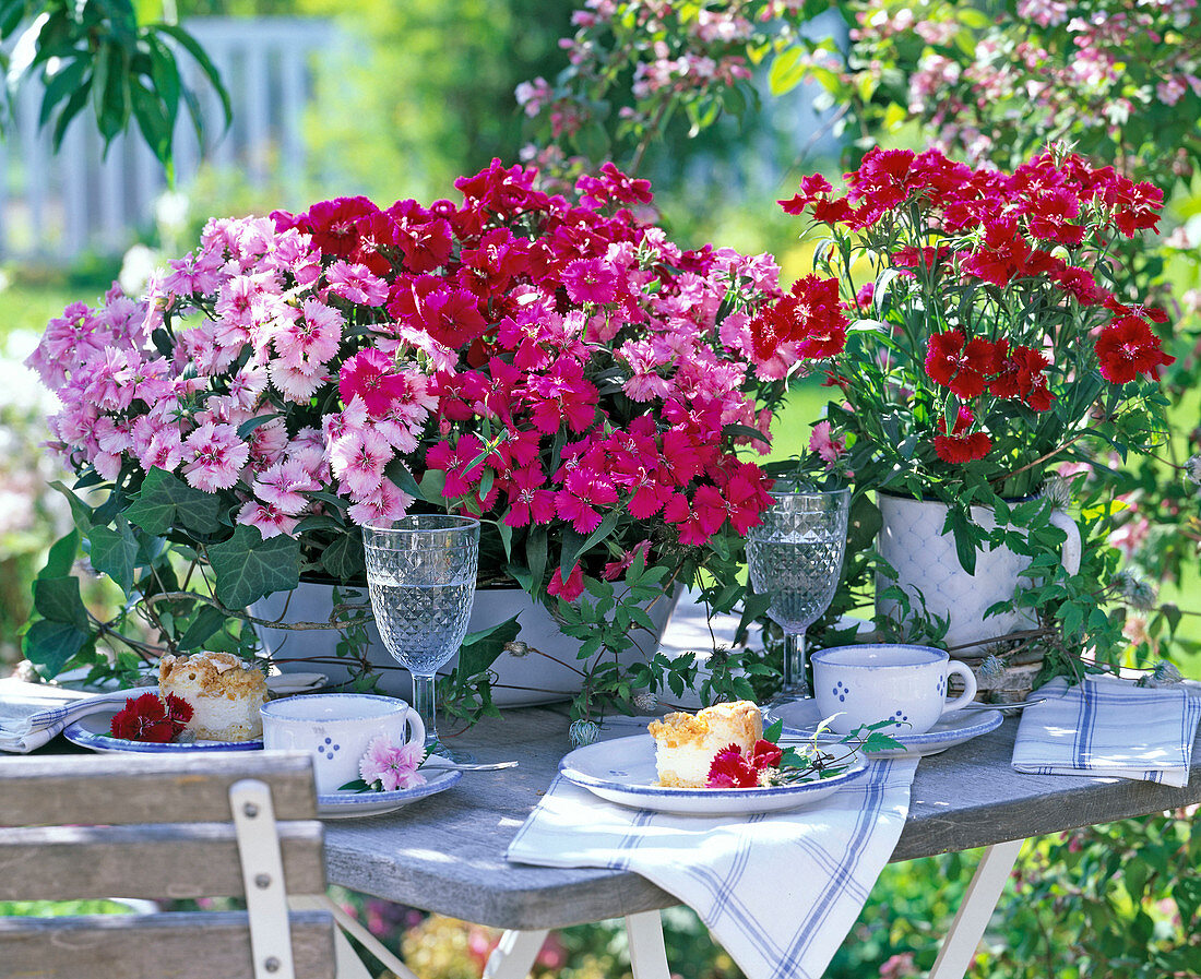 Dianthus chinensis (Nelken, rosa, pink und rot) auf gedecktem Kaffeetisch