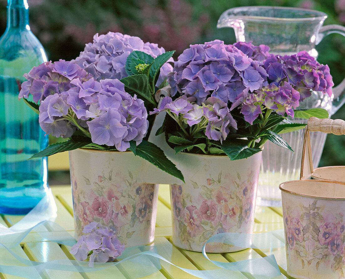 Hydrangea macrophylla (Hortensien, blau) in Zwillingstopf mit Violamotiv