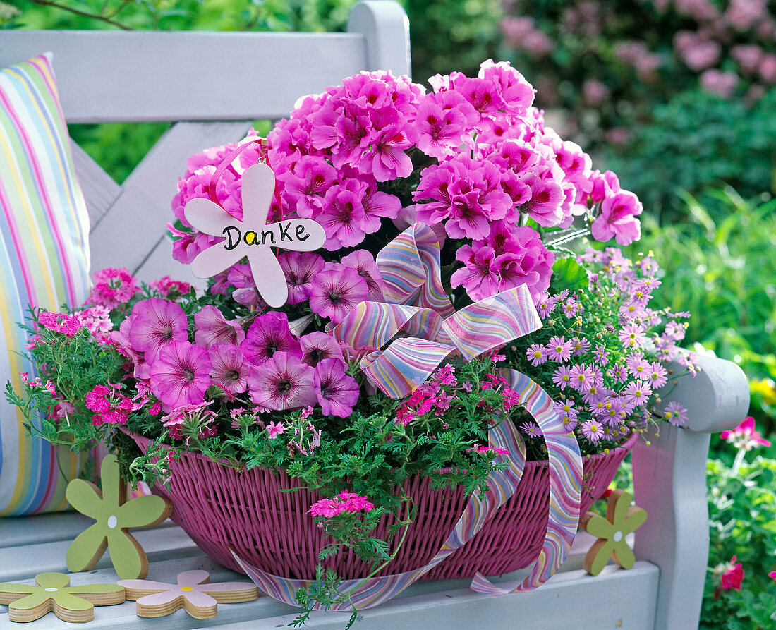 Pelargonium (geranium), petunia, verbena