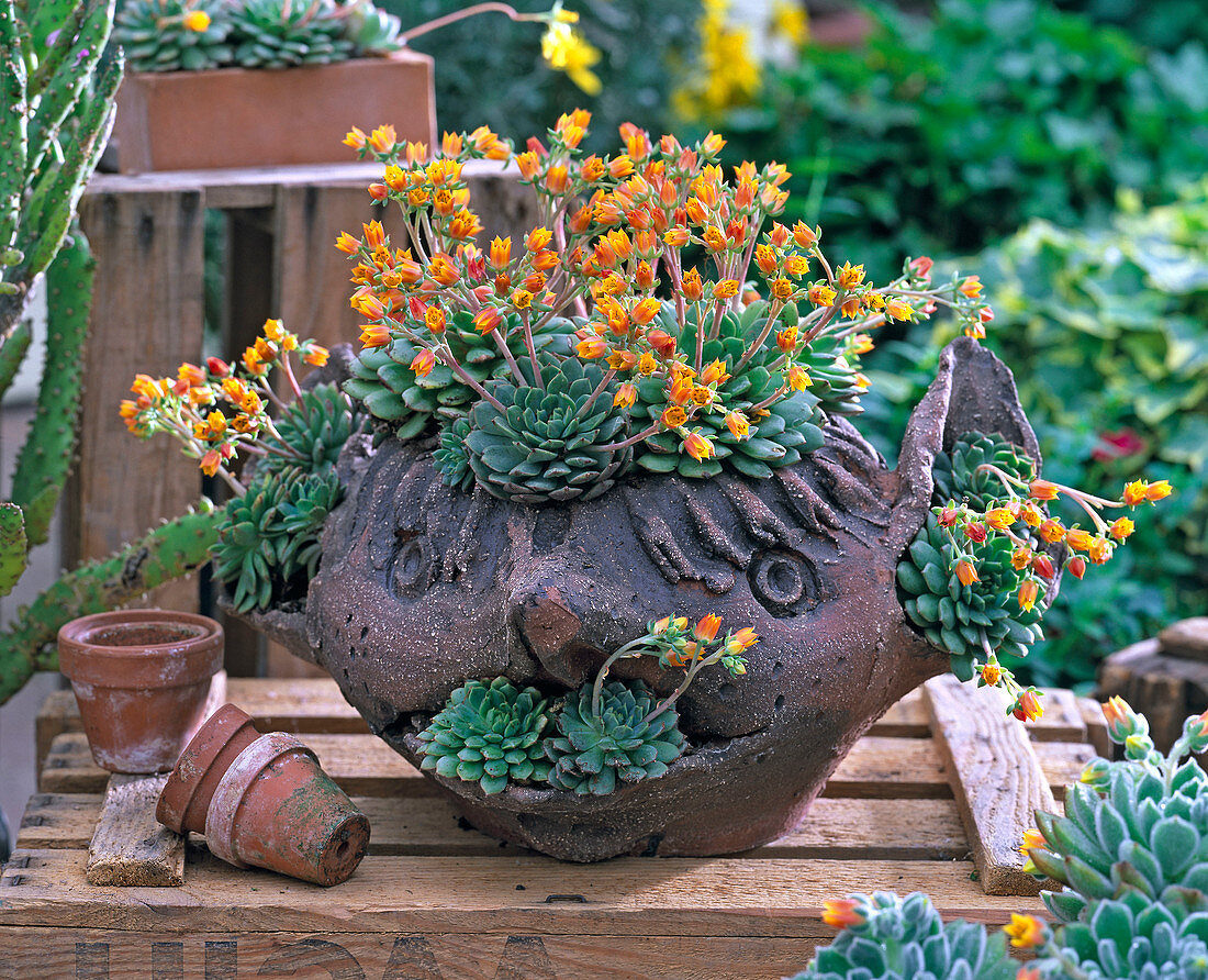 Troll face with Echeveria derenbergii (Echeveria), small clay pots