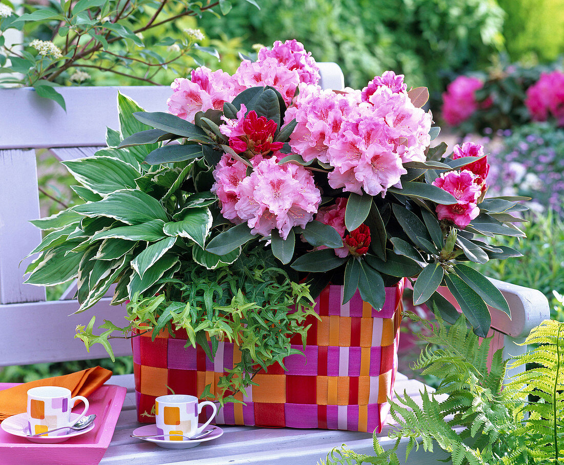 Rhododendron, Hosta, Hedera in wicker basket in red tones