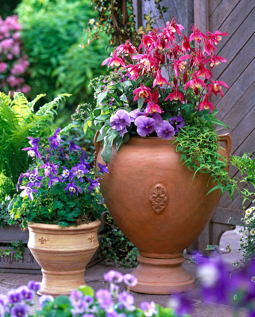 Aquilegia (Akelei), Viola (Stiefmütterchen), Hedera (Efeu), Pulmonaria