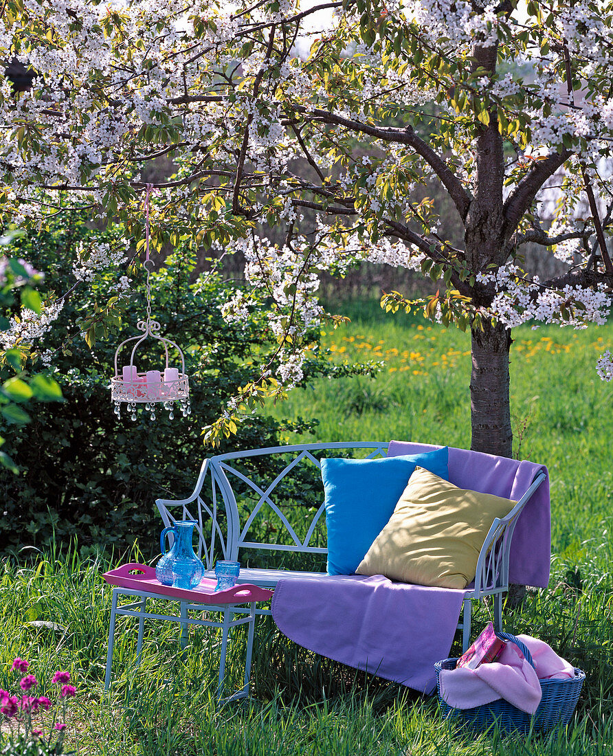 Blossoming prunus with blue bench, blanket, pillows and basket