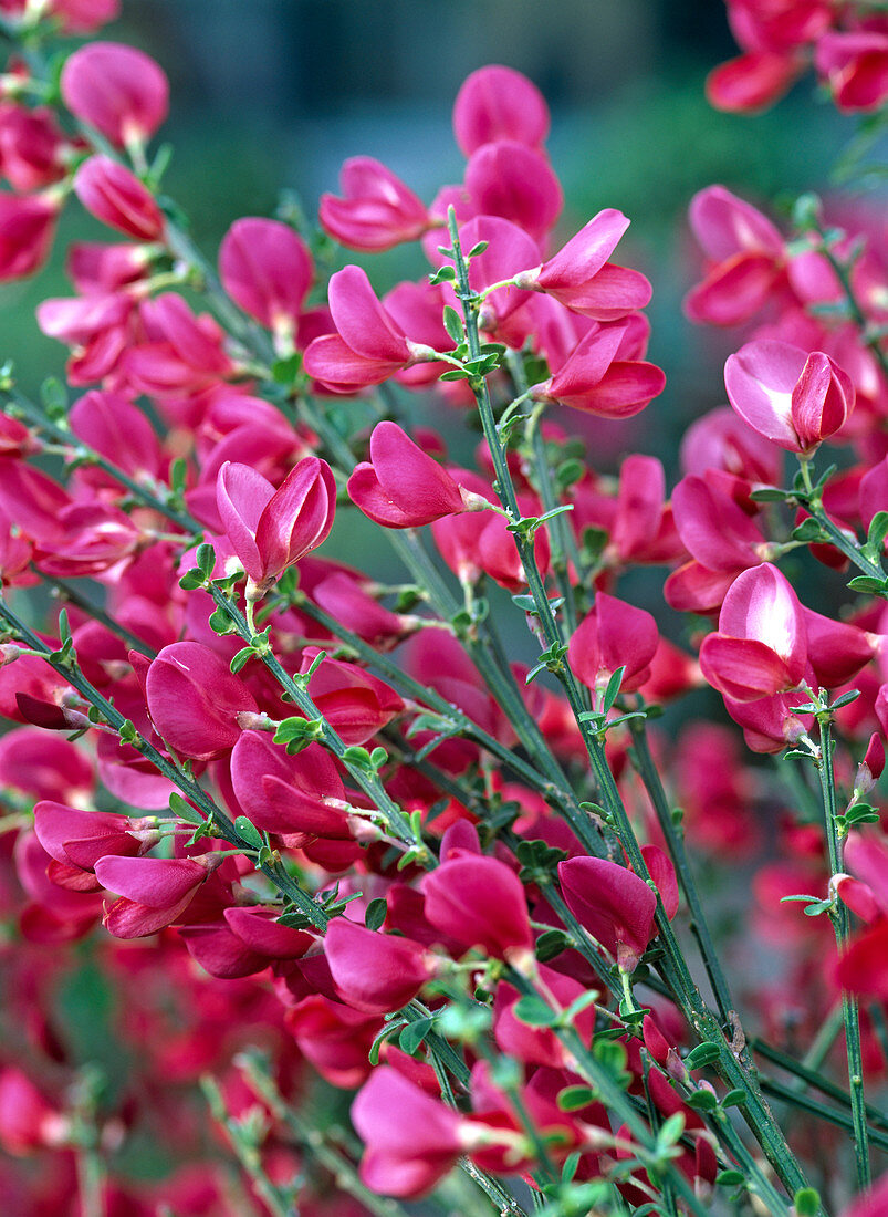 Cytisus 'Boskoop Ruby' (red broom)