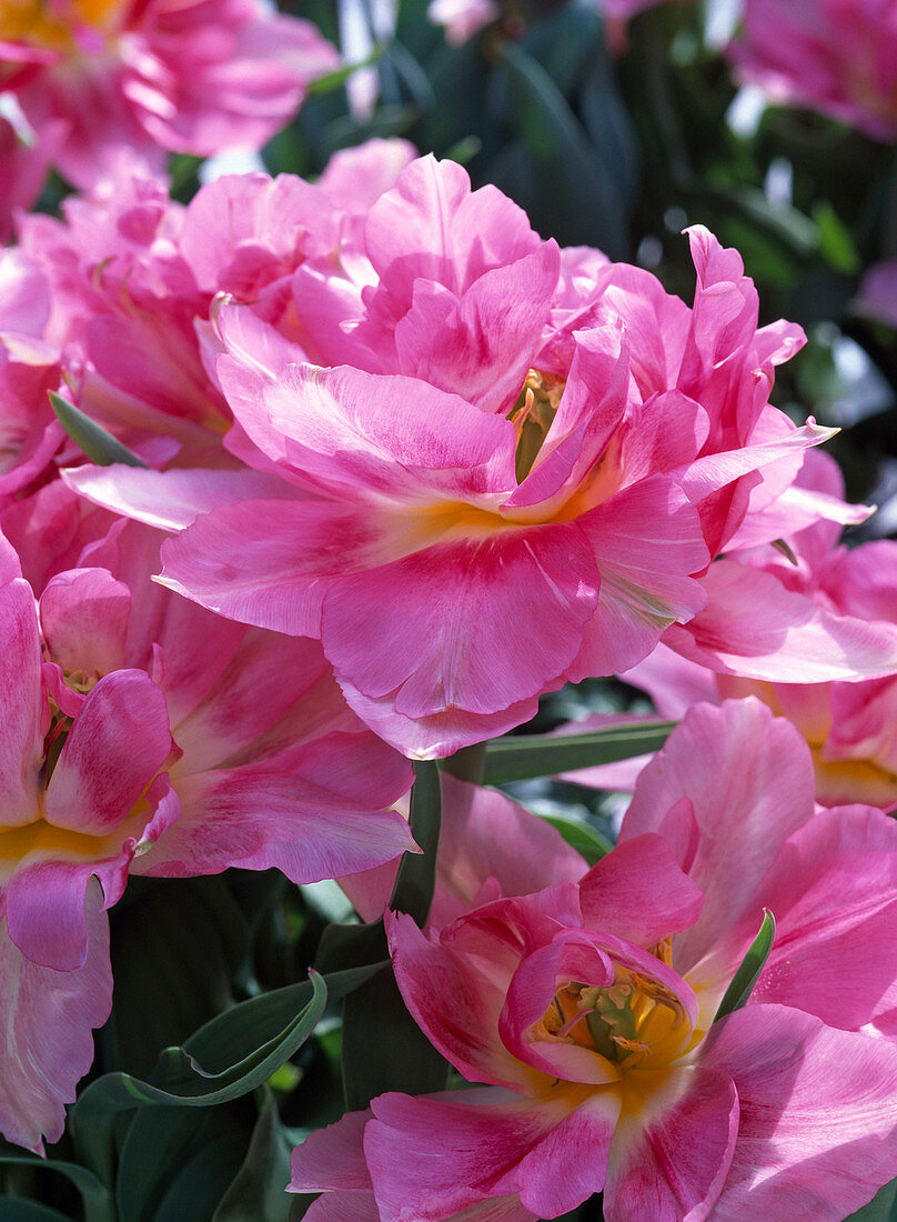 Tulipa 'Peach Blossom' (double tulip)