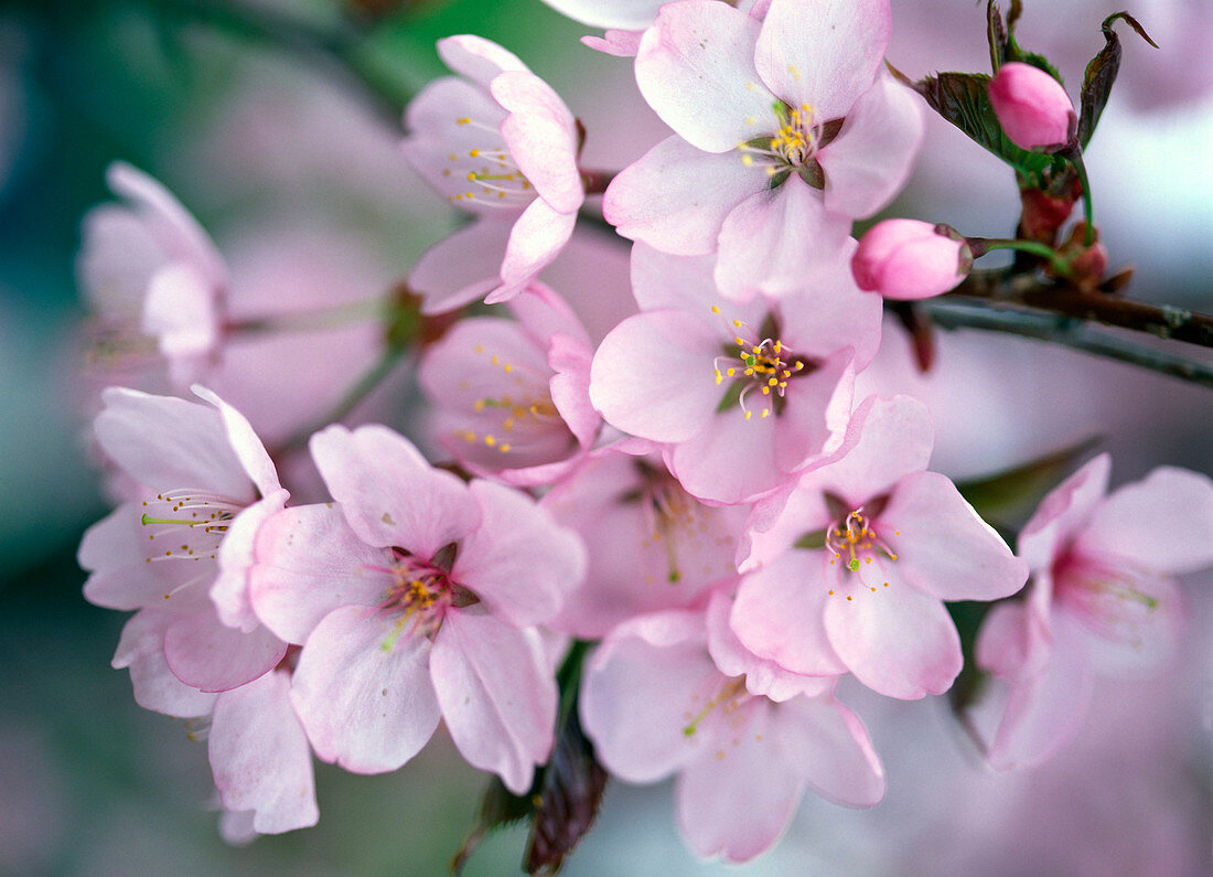 Prunus sargentii (scarlet cherries)