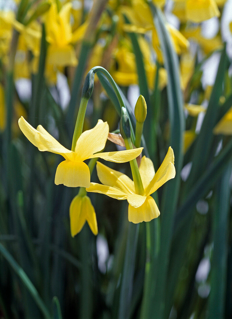 Narcissus 'Hawera' (Triandrus -Narzisse)