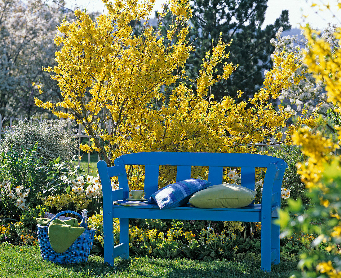 Blaue Holzbank vor Forsythia 'Lynwood' (Goldglöckchen)