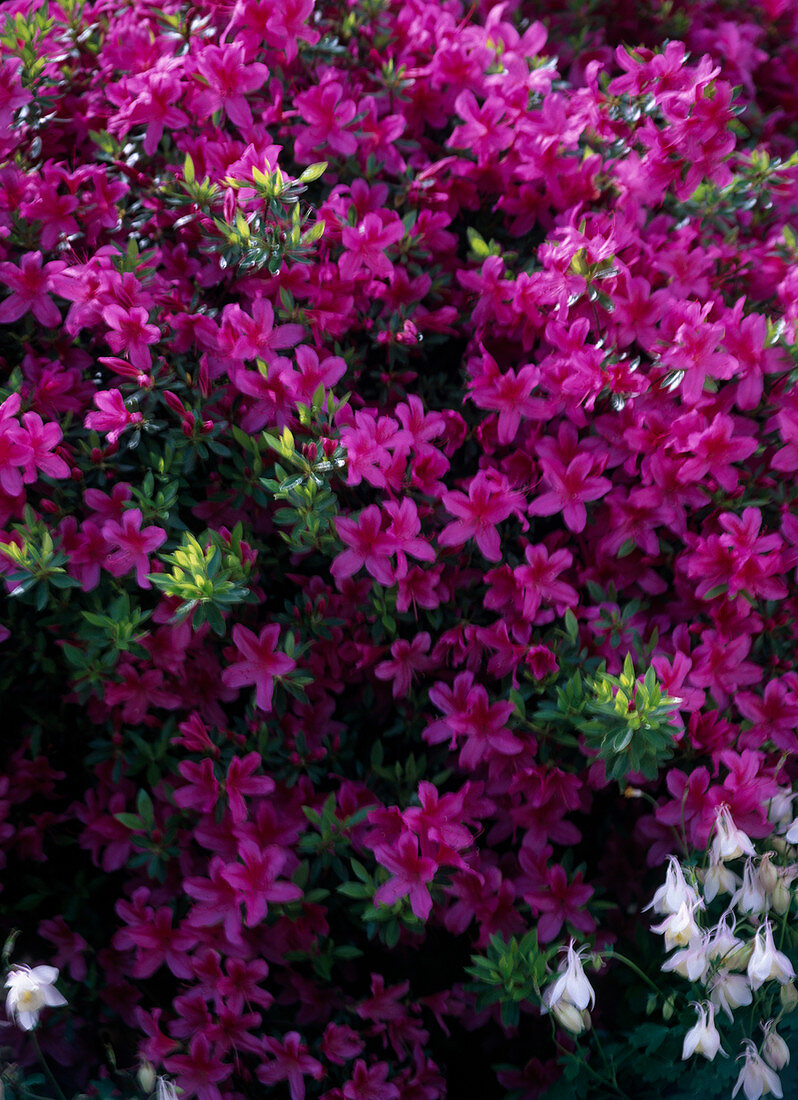 Rhododendron obtusum 'Kermesina' (Japanese azalea)