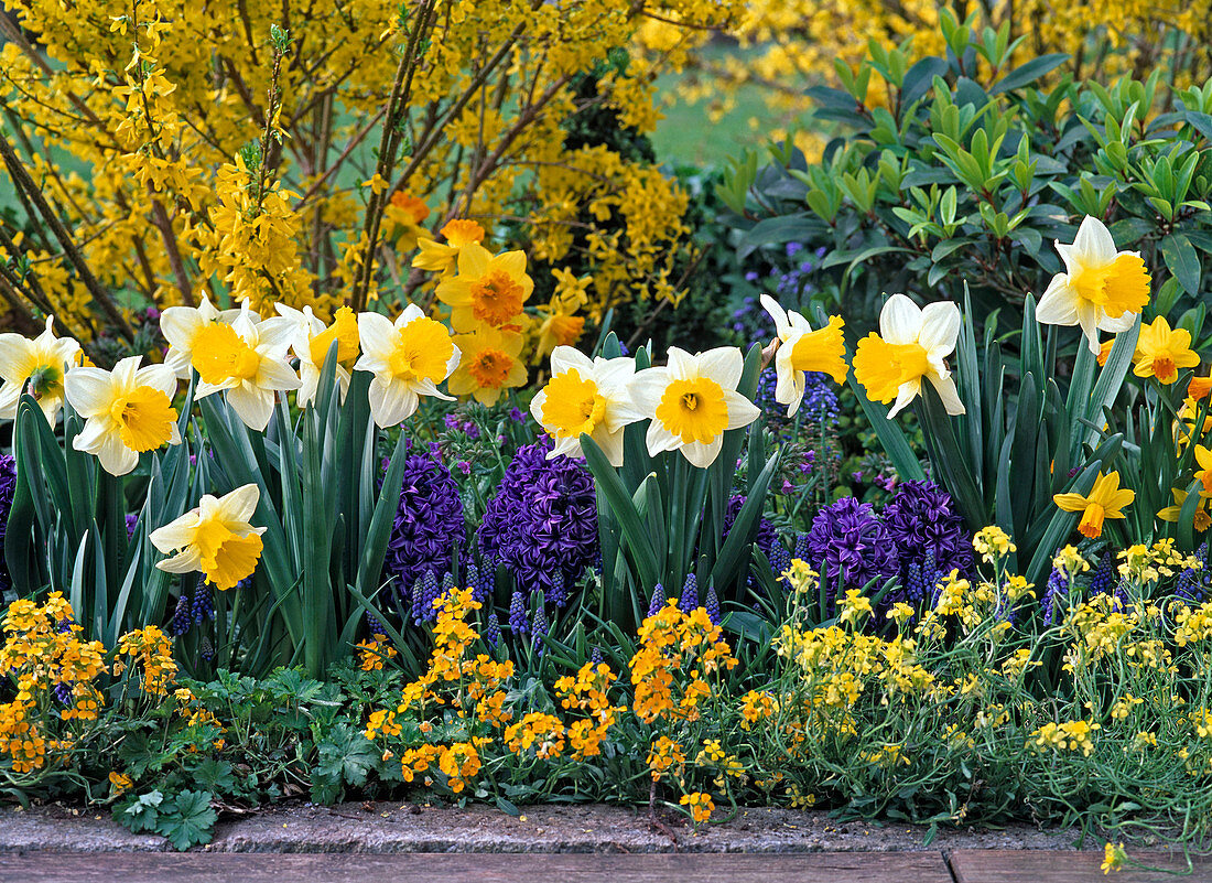 Narcissus 'Las Vegas' Scarlet Royal '(Daffodils)