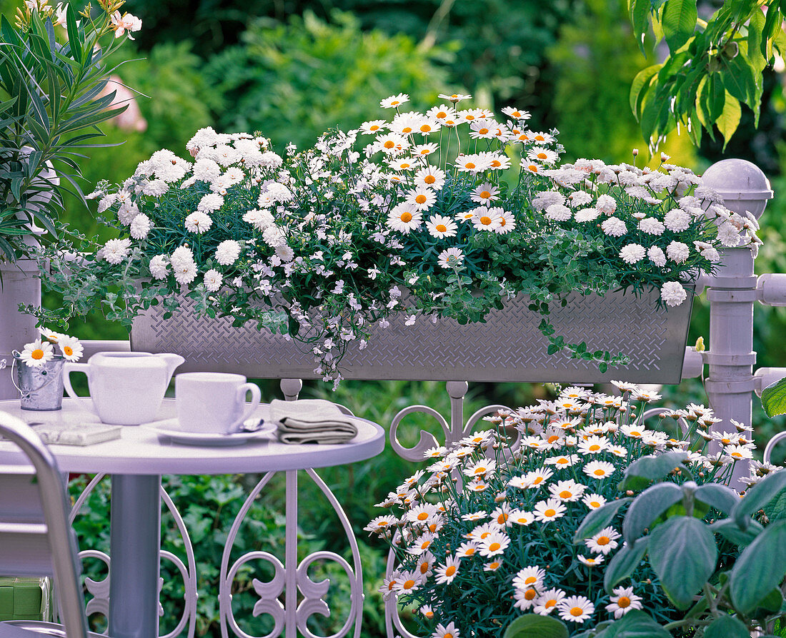 White planted balcony box, Argyranthemum, Lobelia