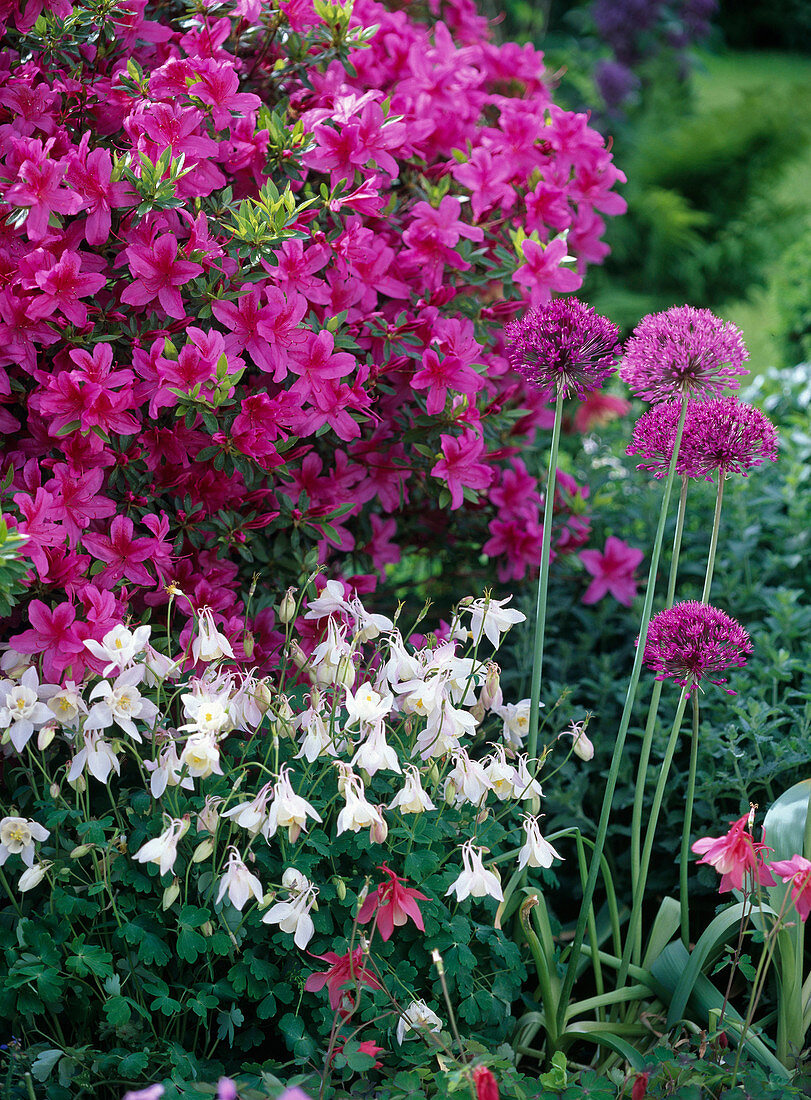 Rhododendron 'Kermesina' (Japanese azalea)