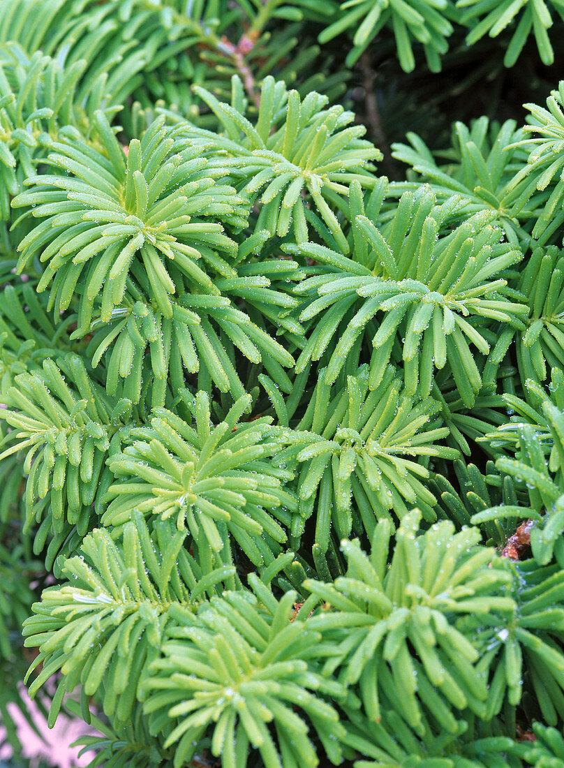 Abies koreana 'Dark Hill' (Korean fir)