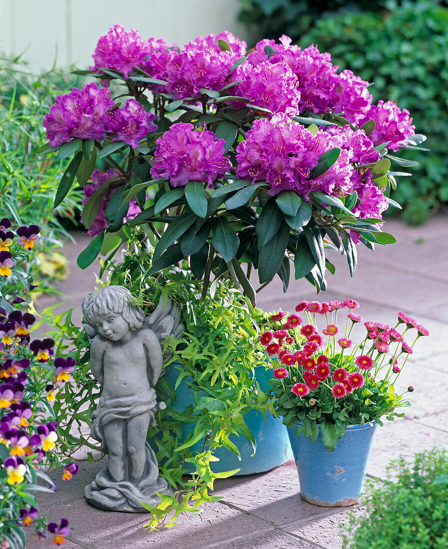 Rhododendron 'Alfred' planted with Hedera (ivy)