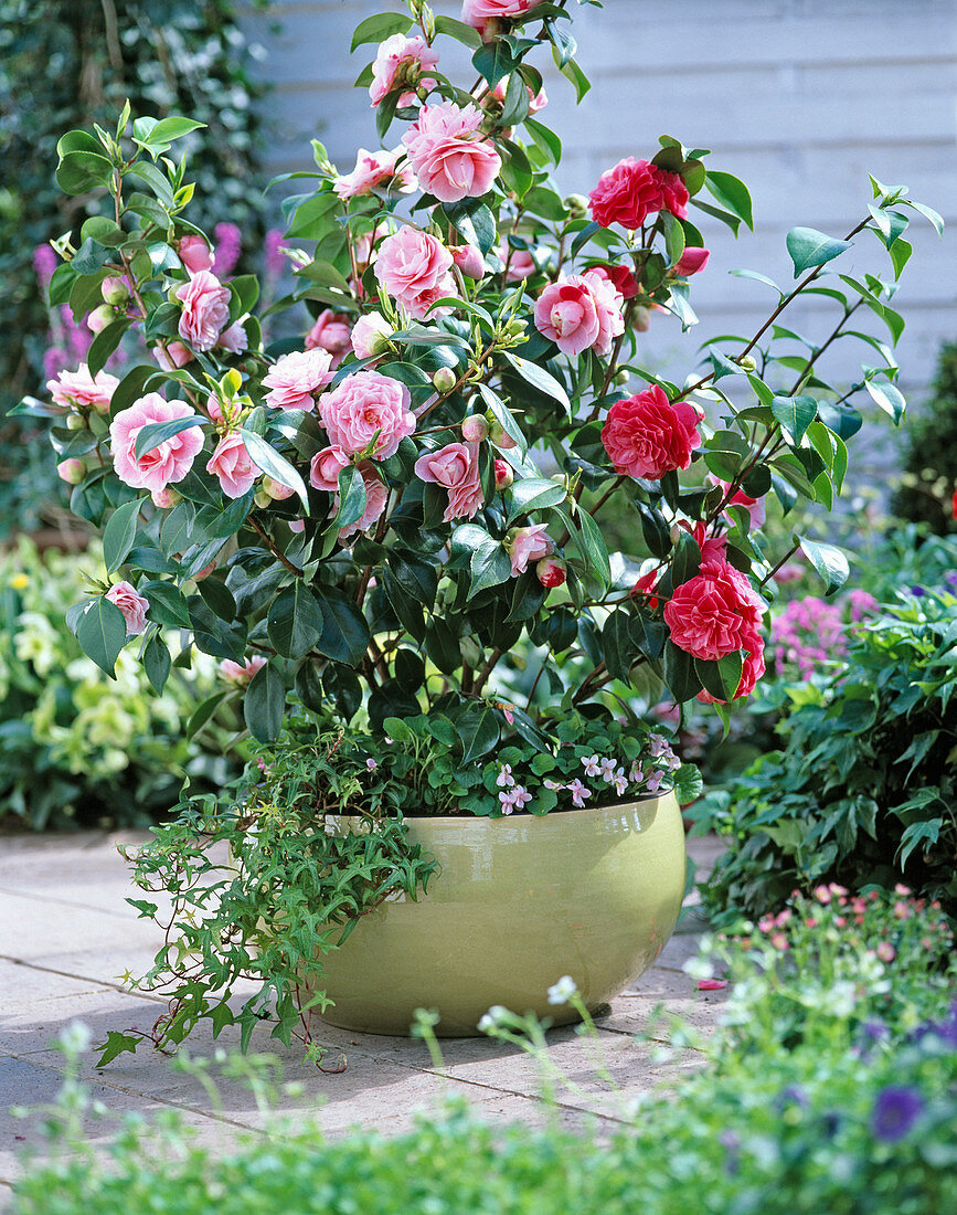 Camellia (Camellia) red and pink-red mottled in bowl