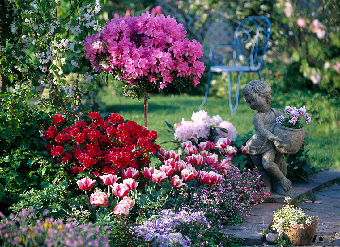 Rhododendron 'Red Jack', japonica 'Blaauw's Pink'