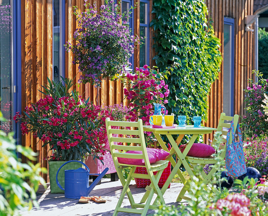 Terrace at the house with Nerium (red oleander), Solanum rantonetti