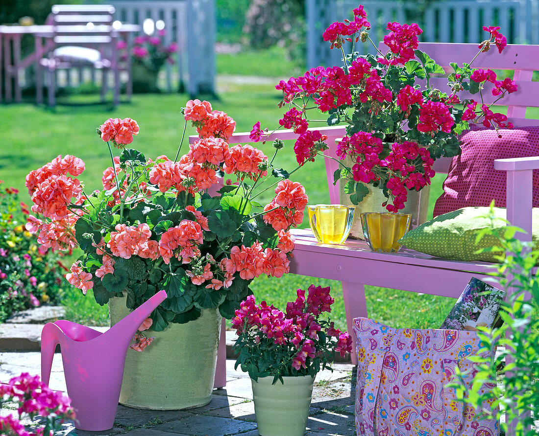 Pelargonium 'Melina Nevada' (Stehende Geranien)