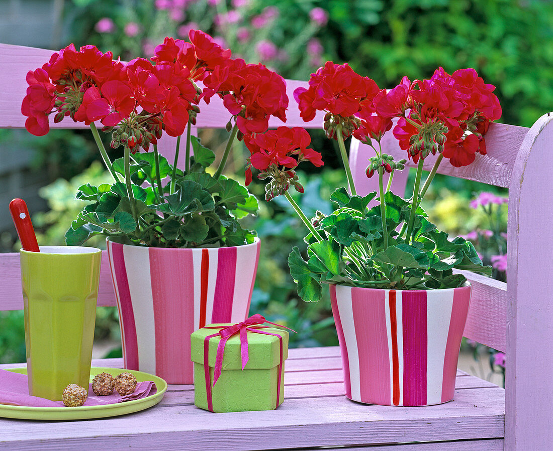 Pelargonium zonal gene 'Carino Purple' (standing geranium)