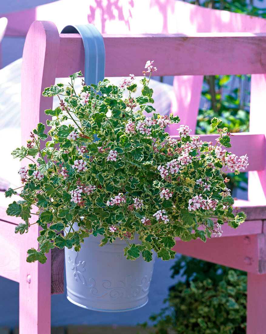 Pelargonium fragans 'Variegatum' (Duftgeranie)