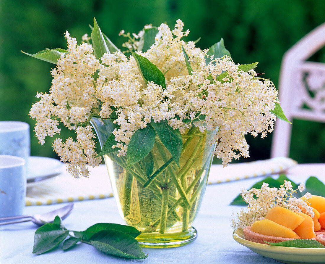 Sambucus (elderberry) flowers bouquet in glass vase, leaves