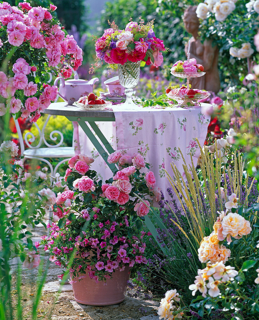 Rosa (Rose), Calibrachoa (Zauberglöckchen) in Topf, dahinter Tisch