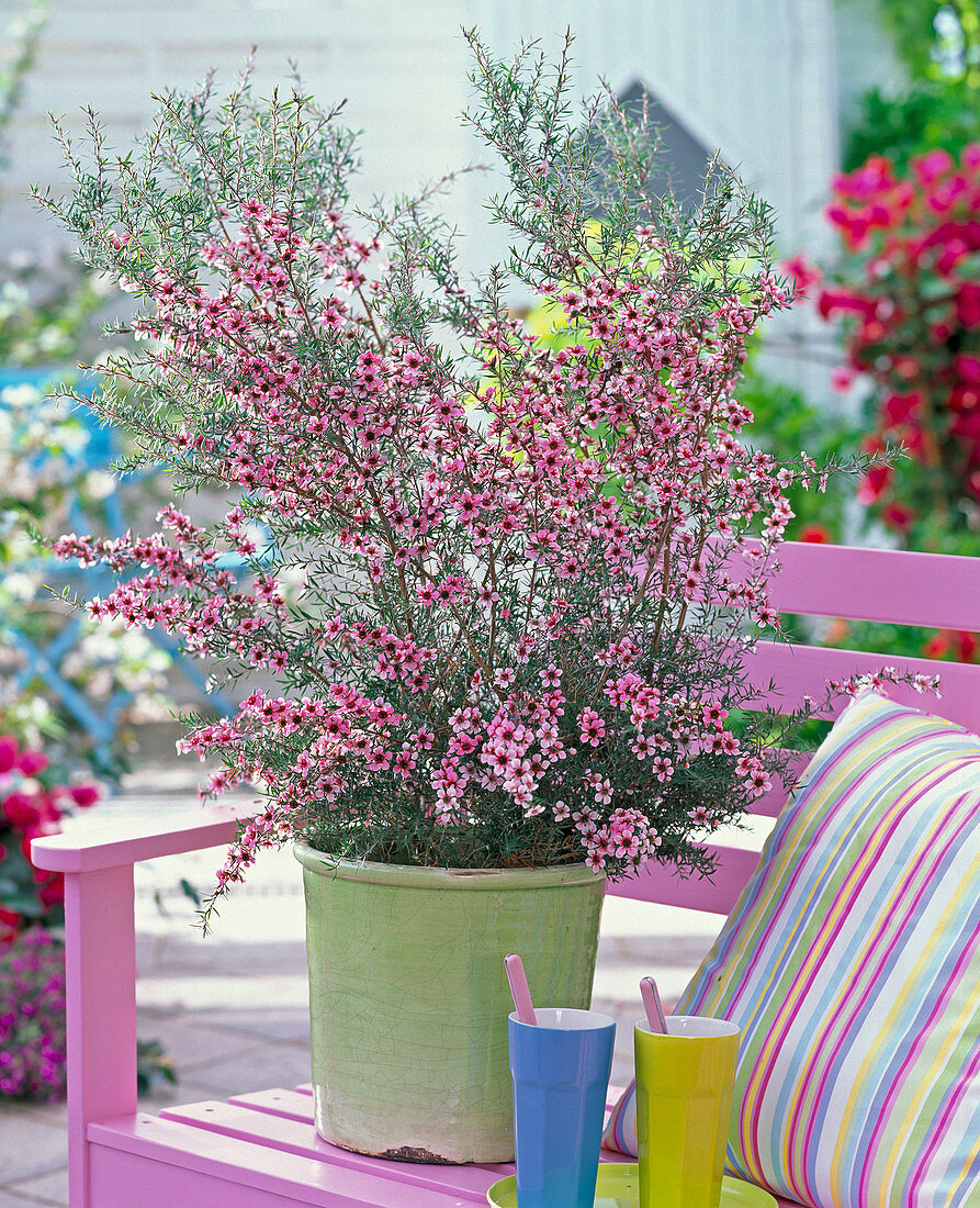 Leptospermum scoparium (Neuseelandmyrte) auf rosa Holzbank