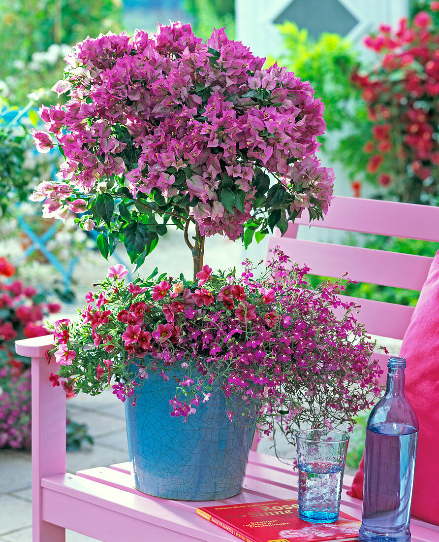 Bougainvillea - Stämmchen unterpflanzt mit Lobelia (Männertreu)