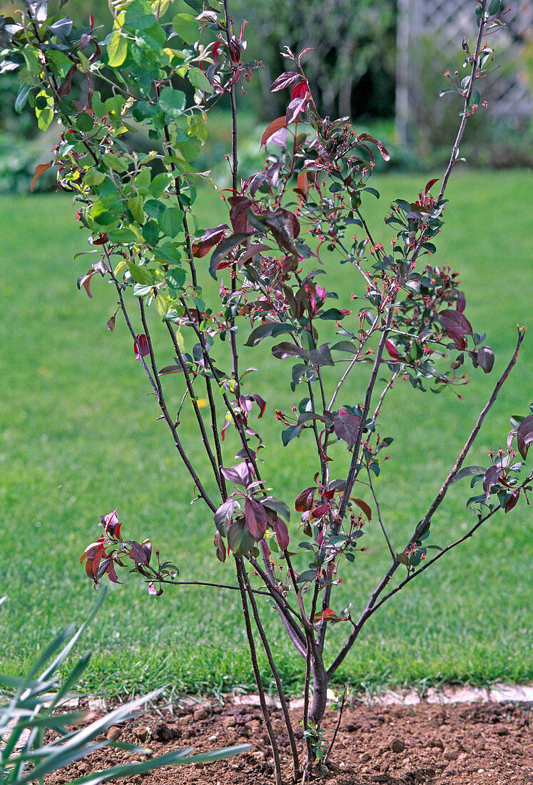 Malus with sprouted rootstock (1/2)