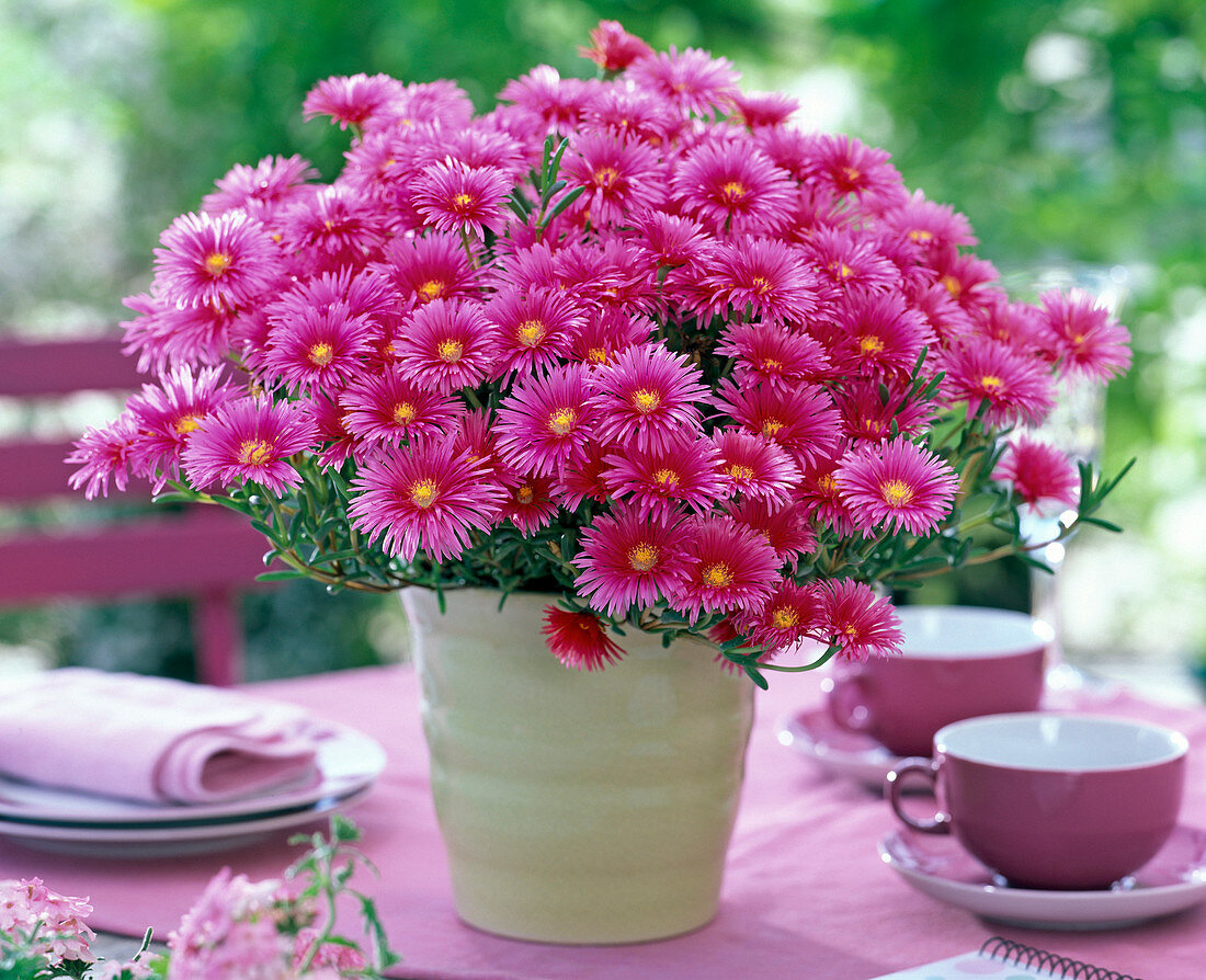 Mesembryanthemum (Ice Plant)